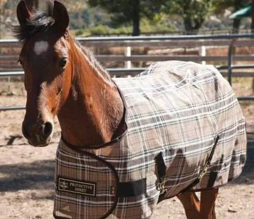 Kensington Pony Fly Sheet #141 Blue Ice