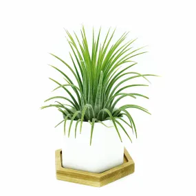 White Polygon Ceramic Air Plant Holder   Plant