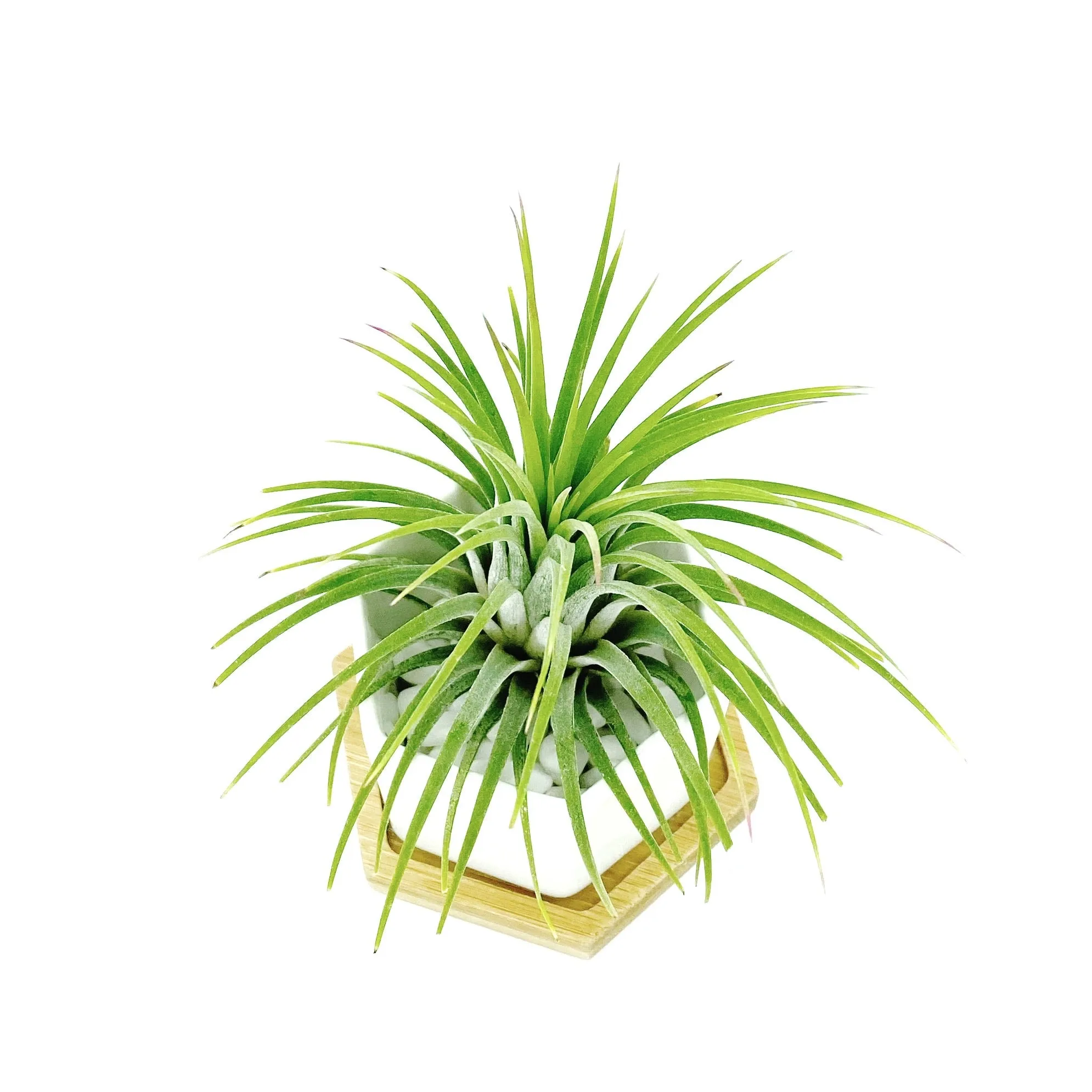 White Polygon Ceramic Air Plant Holder   Plant