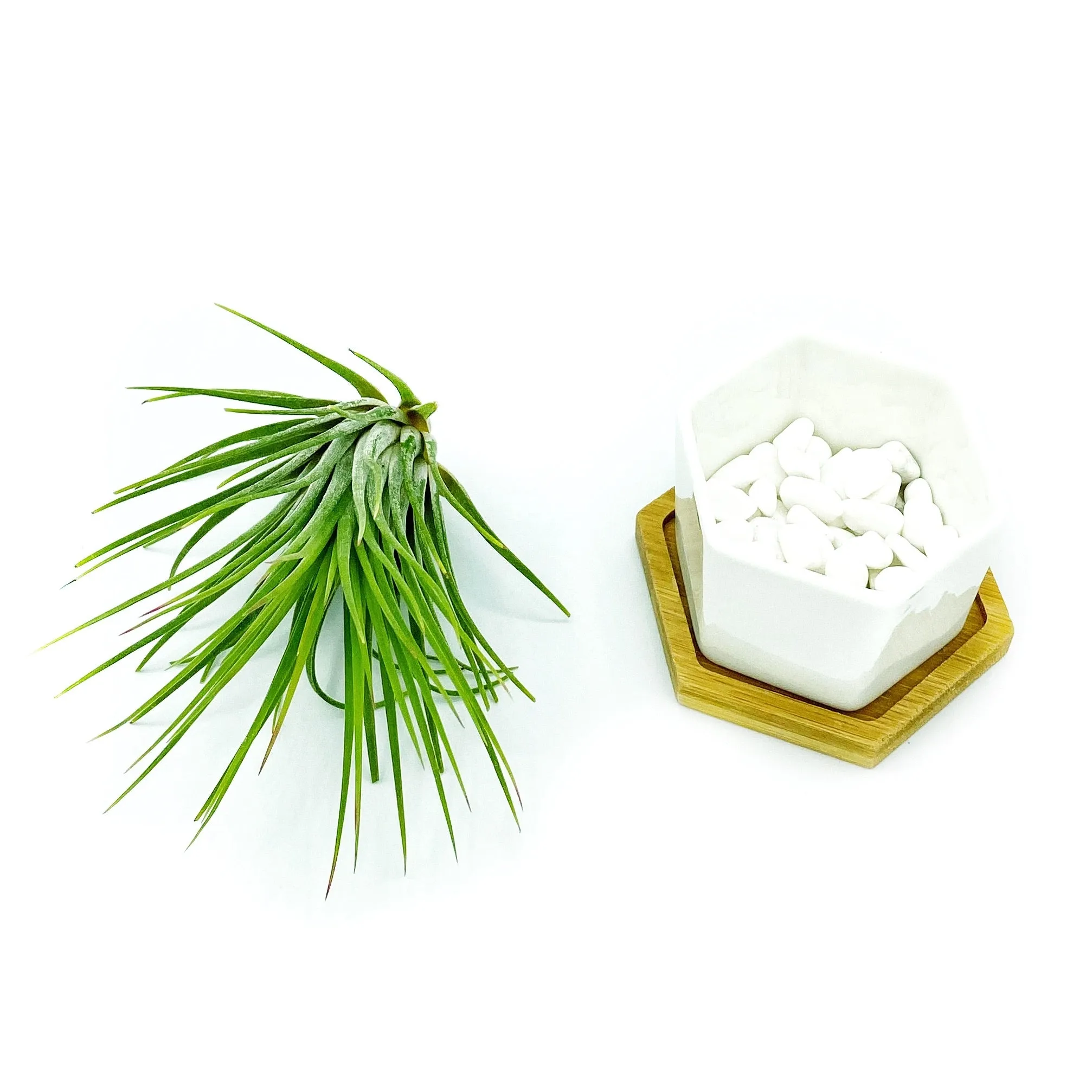 White Polygon Ceramic Air Plant Holder   Plant